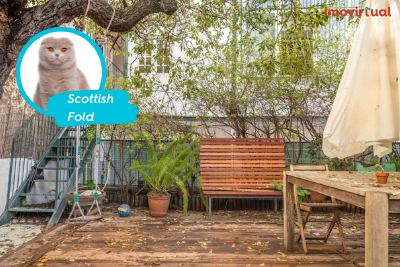 A casa de sonho do gato scottish fold