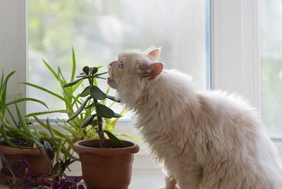 gato persa comer planta