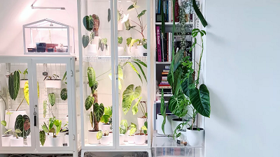 vitrina para plantas