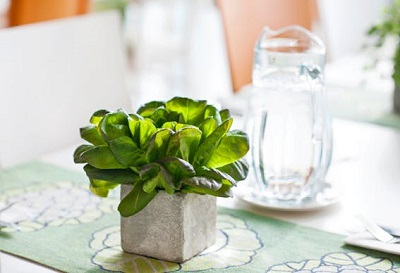 mesa decorada com vaso de manjericão