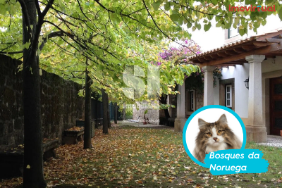 A casa de sonho do gato bosques da noruega