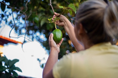 como plantar abacate em casa